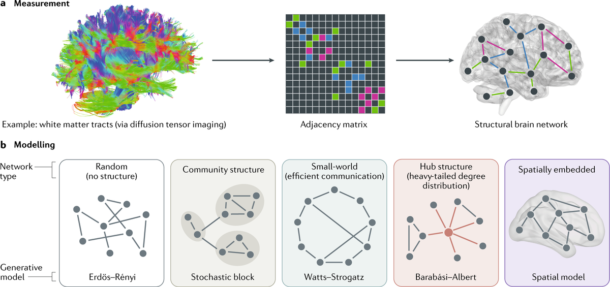 Perché lo studio aumenta la potenza della nostra rete interiore